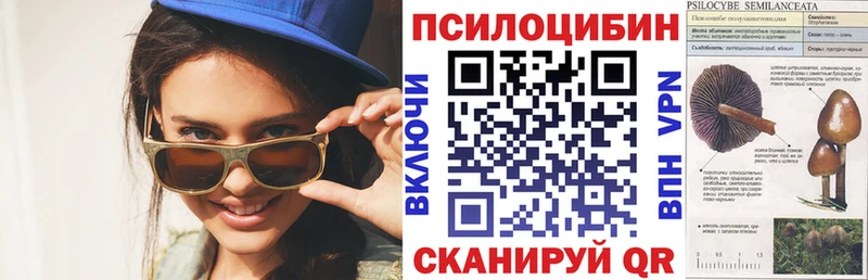 Псилоцибиновые грибы Psilocybe Афипский